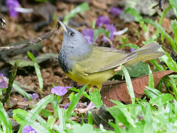 <h3><a href="/trips/costa-rica/biota/animalia/chordata/aves/040 passeriformes/122 parulidae/geothlypis philadelphia/geothlypis philadelphia-nl.html">Geothlypis&nbsp;philadelphia</a> / Mourning&nbsp;warbler / Grijskopzanger</h3>OM-1 Mark II met OLYMPUS M.150-400mm F4.5, 1/400 sec  bij F4.5, ISO 10000, afstand 8.92&nbsp;m